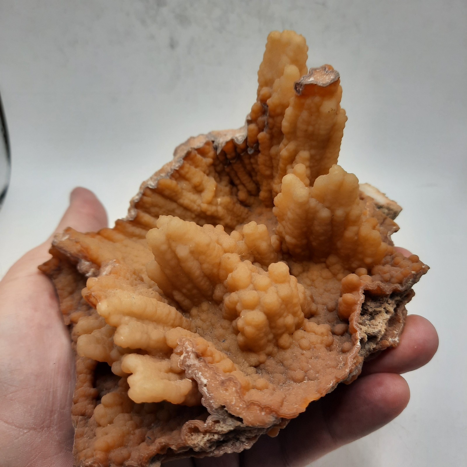 Botryoidal Agatized Coral Specimen , Suwanee River, Florida 6 x 4 1/2 x 3
