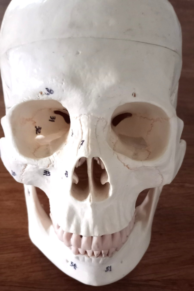 Anatomy - Human Skull lModel
