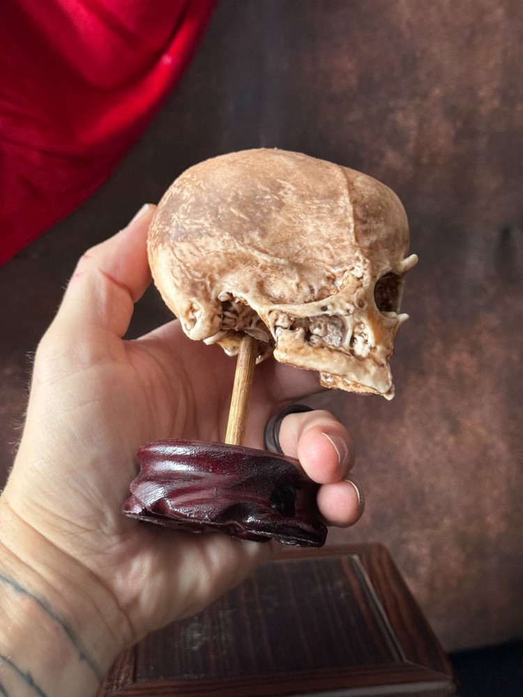 Cyclops Fetal Skeleton | Gothic Curiosity Specimen | Dark Oddities Decor