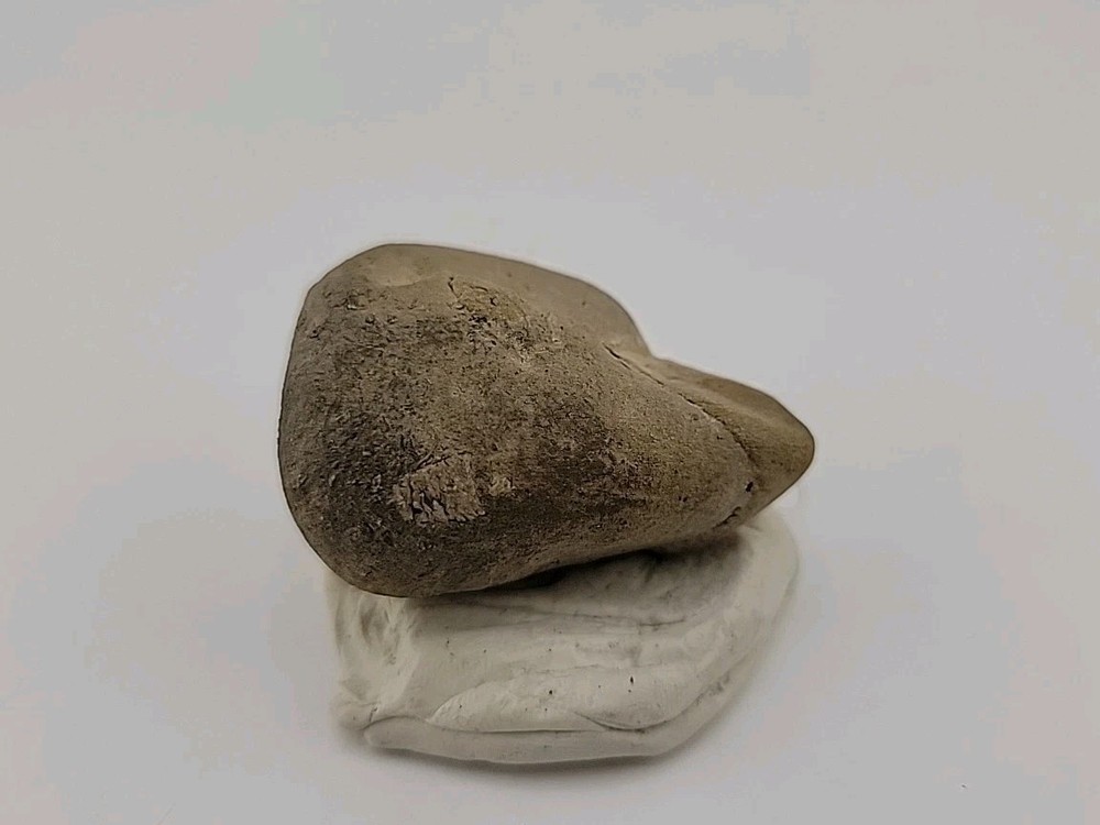 Egg Fossil Permineralized Snake 🐍