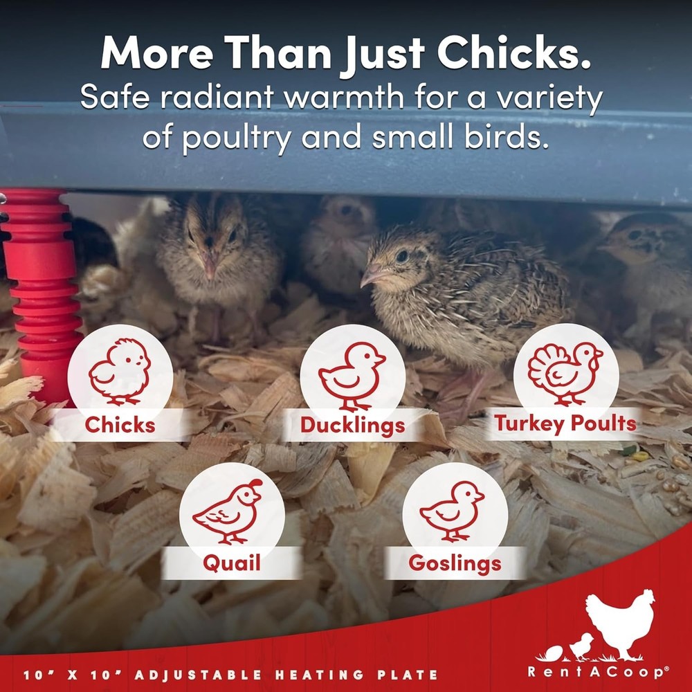 Safe 10x10” Adjustable Heating Plate for Poultry - Energy-Saving Chick Brooder