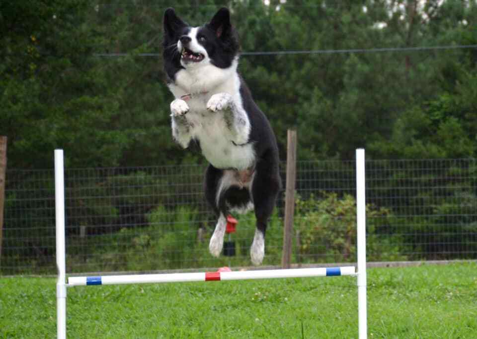 Dog Agility Equipment | Premium Single Bar Jumps | 2 Jumps total! ⭐⭐⭐⭐⭐