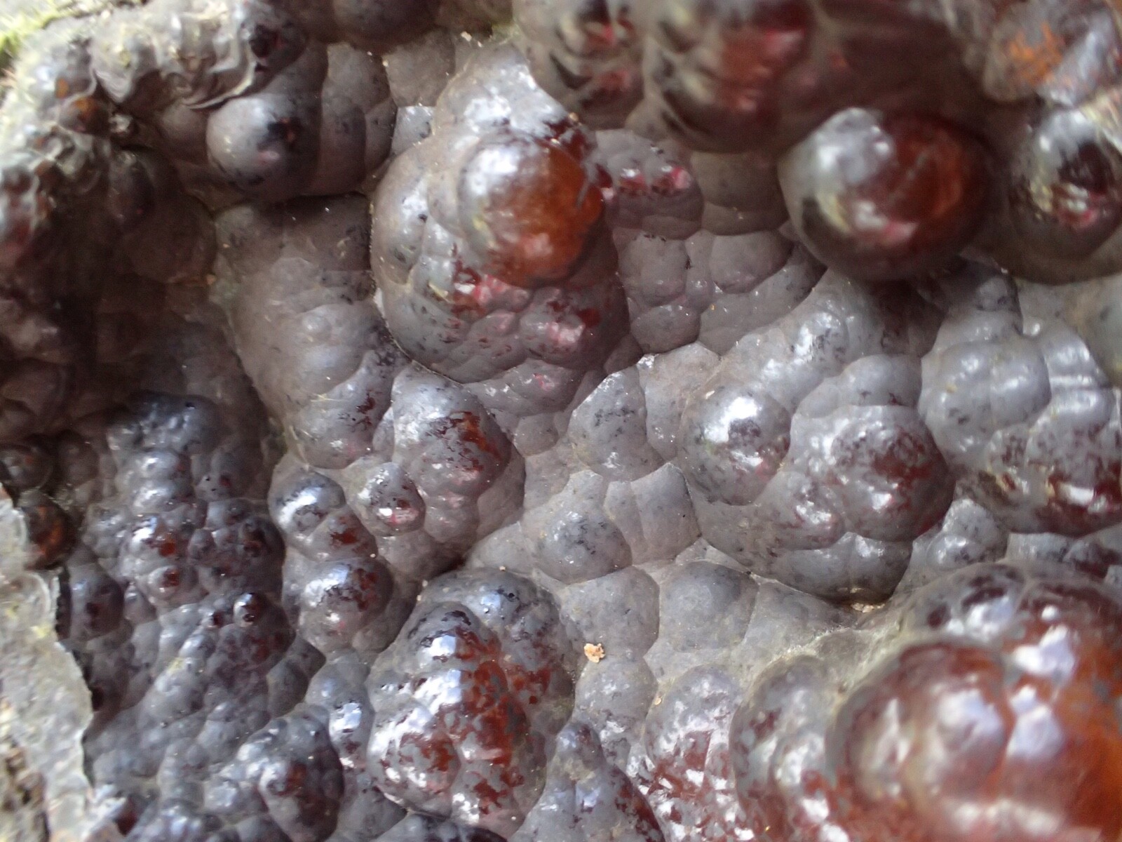 Botryoidal Fossil Coral Geode Chunk GA Specimen Collection Agate Marine Sea WC63