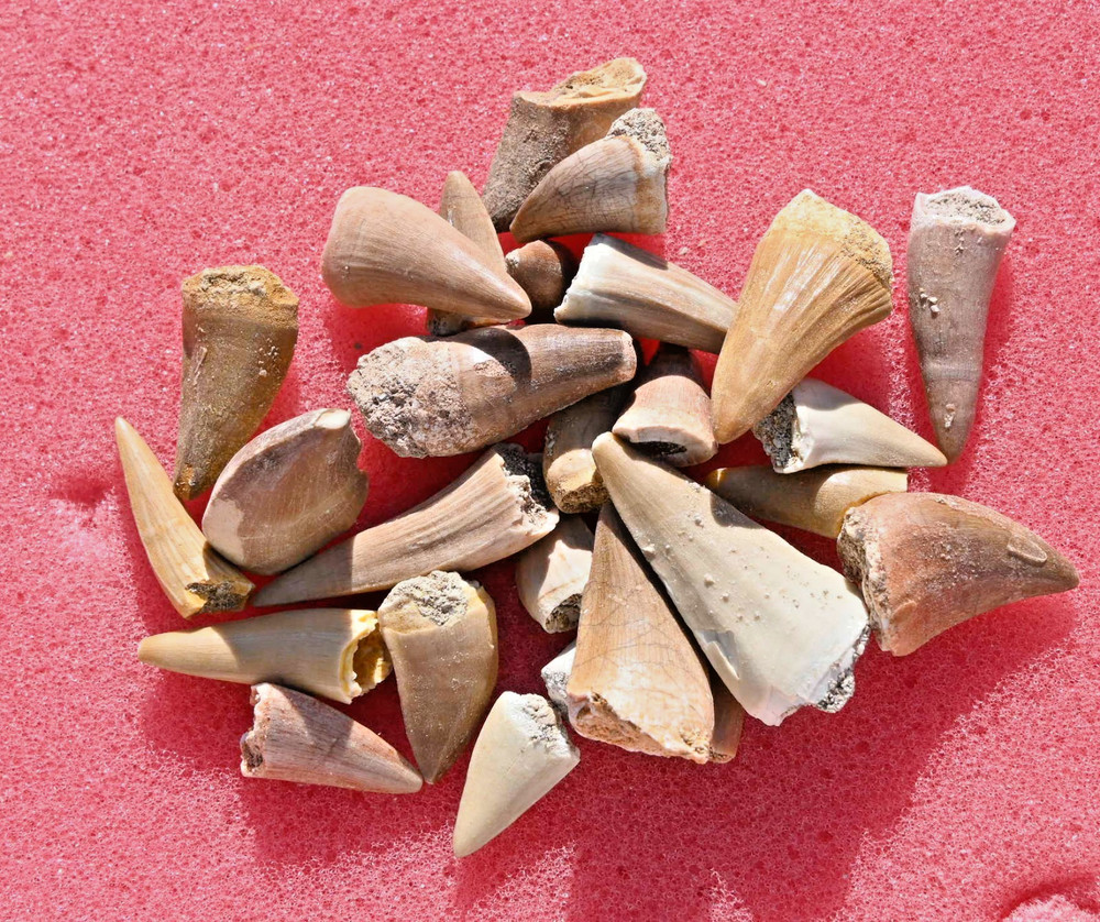 Twenty Five A++ Mosasaur teeth, from Morocco #3