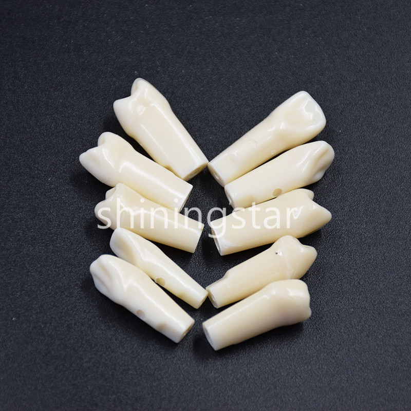 NEW Dental Teeth Model Demonstration Resin Practice Teach Study Models 28 Pcs