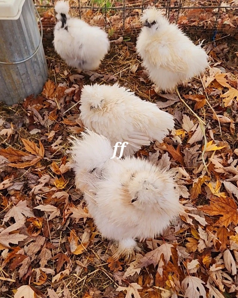 12 silkies Hatching Eggs hens choices
