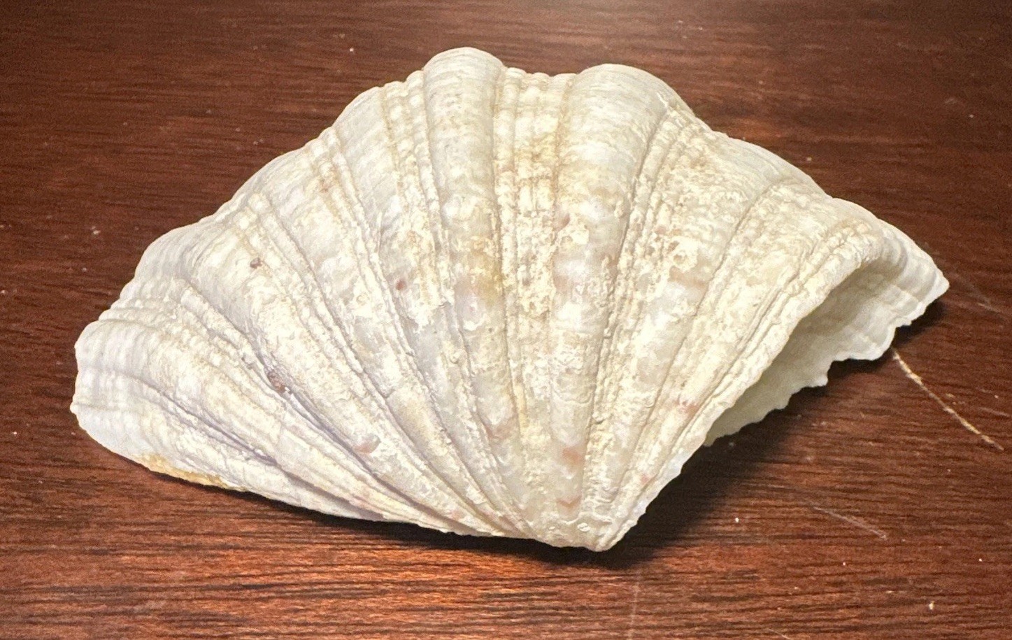 Large Decorative White Fluted Clam Shell 7 X 5.5 x 2