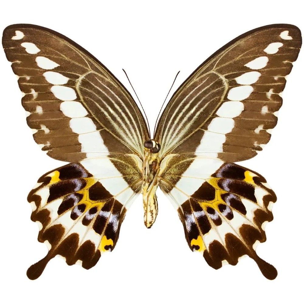Unmounted papilio gigon