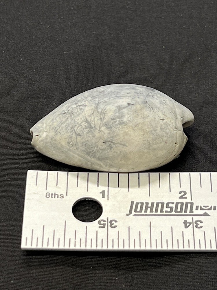 EXTINCT Fossilized COWRIE Shell From Central Florida - Pliocene Era.