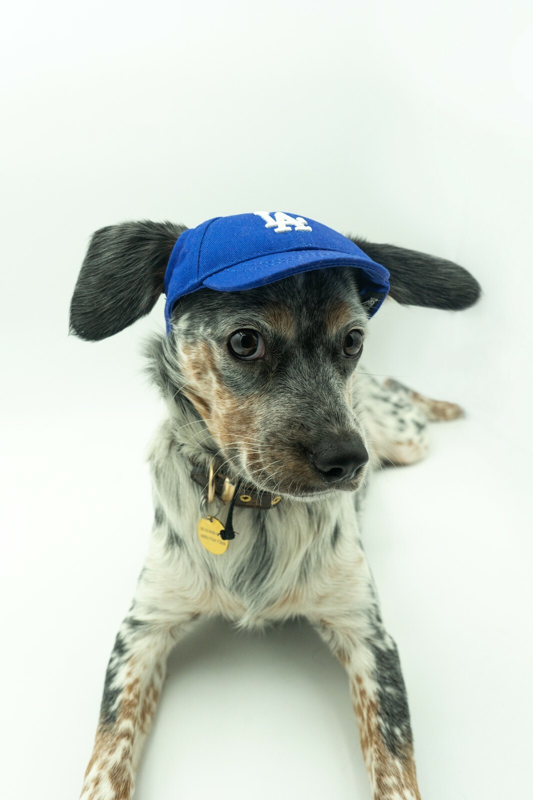 Genuine MLB Los Angeles Dodgers LA Logo Pet Dog Comfortable Cap Navy Blue