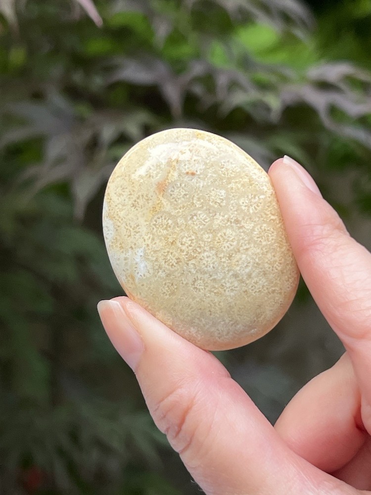 Fossilized Coral Crystal Palmstone AAA+ 30