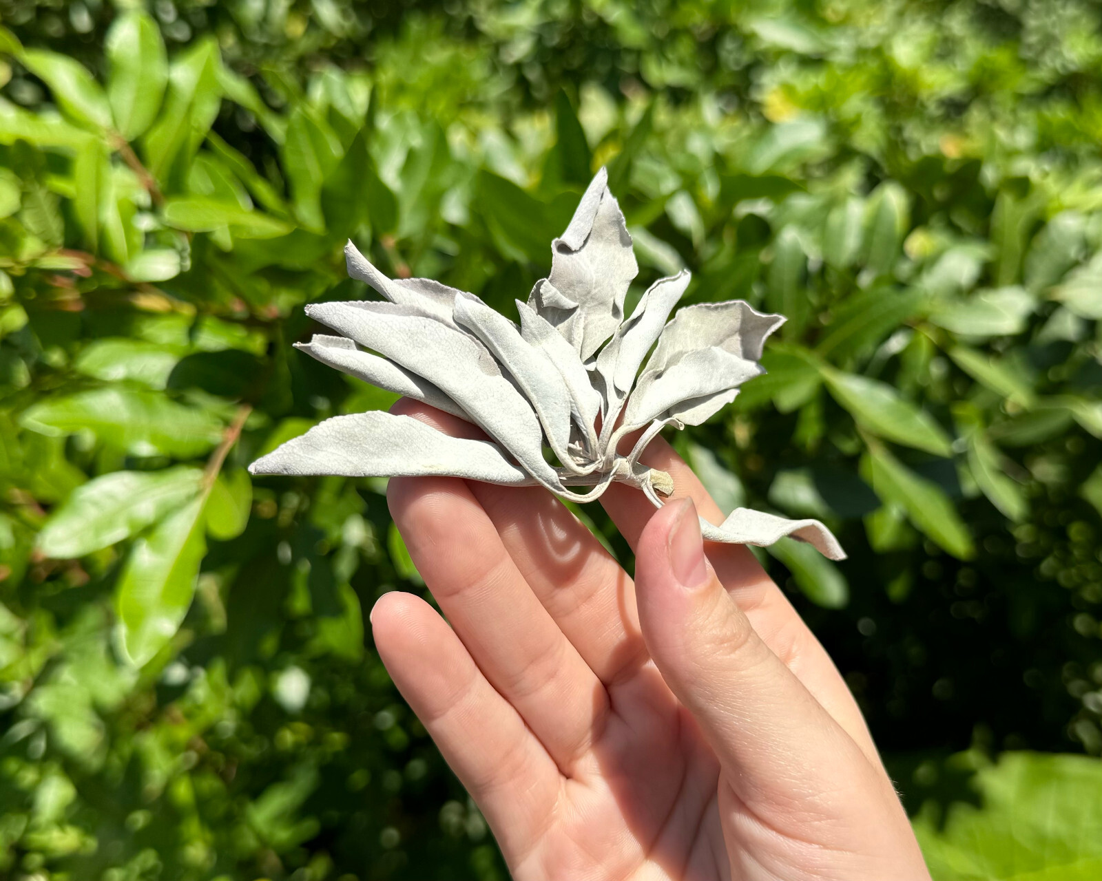 1 lb Loose White Sage Smudge Leaves & Clusters (Cleansing Smudging Purification)