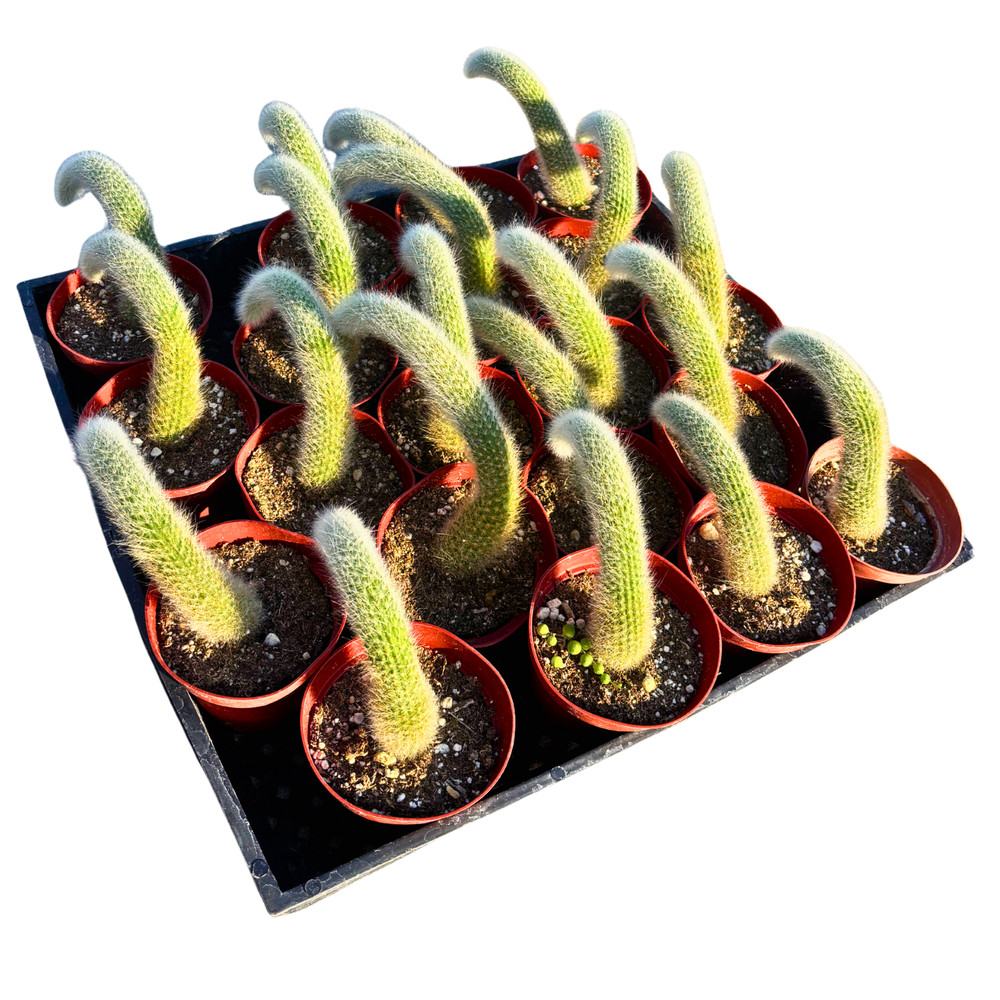 4" Monkey Tail Cactus | Hildewintera Colademononis