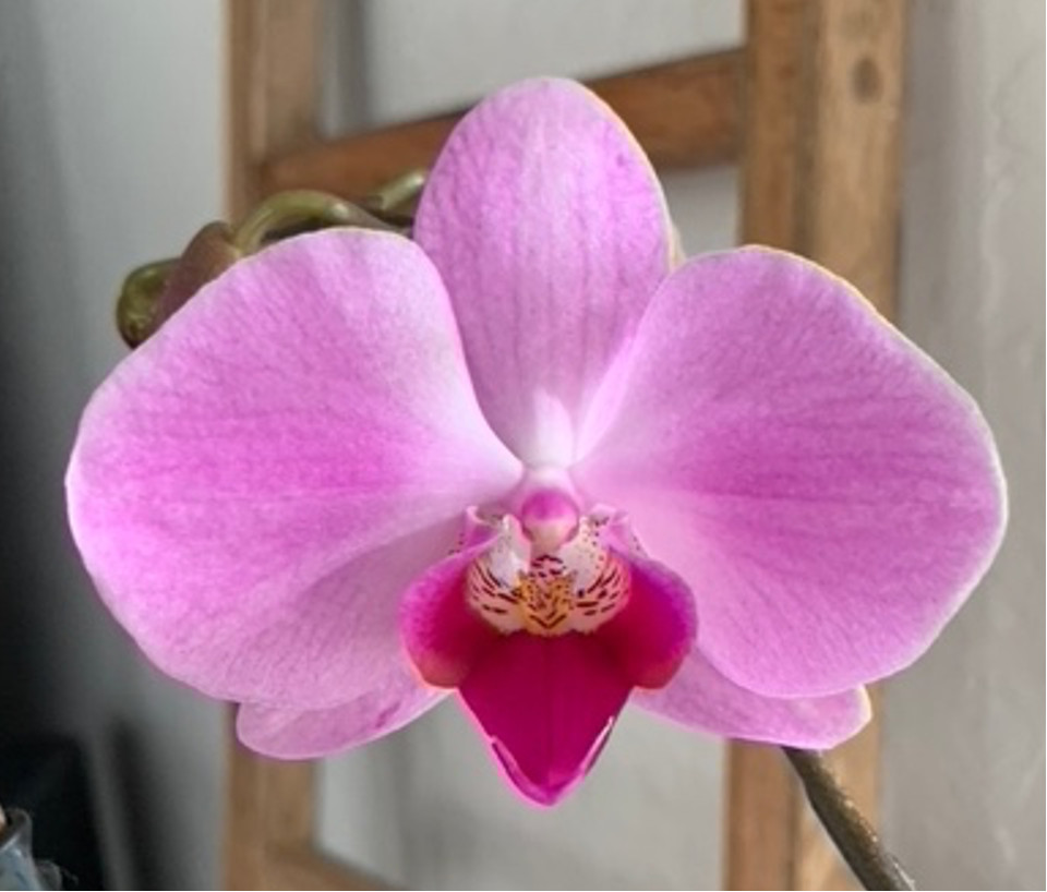 Tissue culture Phalaenopsis plantlets