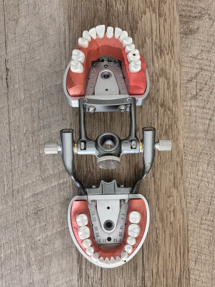 Acadental ModuPRO Typodont One & Practice Kit with Removable Teeth