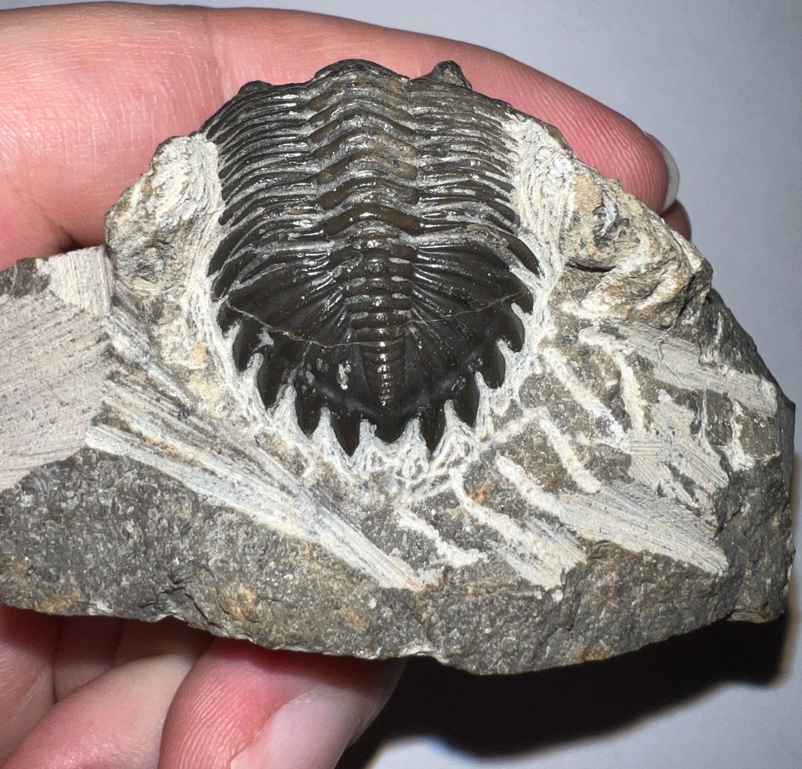 Moroccan Pre Dinosaur Fossil TRILOBITE HOLLARDOPS 1.75 INCHES!!