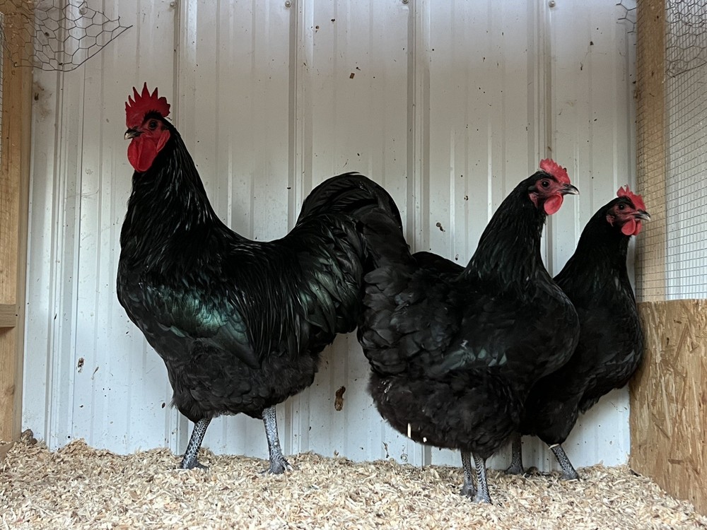 Assorted Large Fowl Hatching Eggs—Exhibition Line