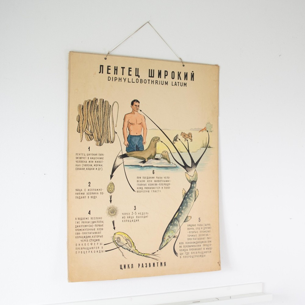 Vintage original handwritten poster. Pull down chart. Anatomical art poster.