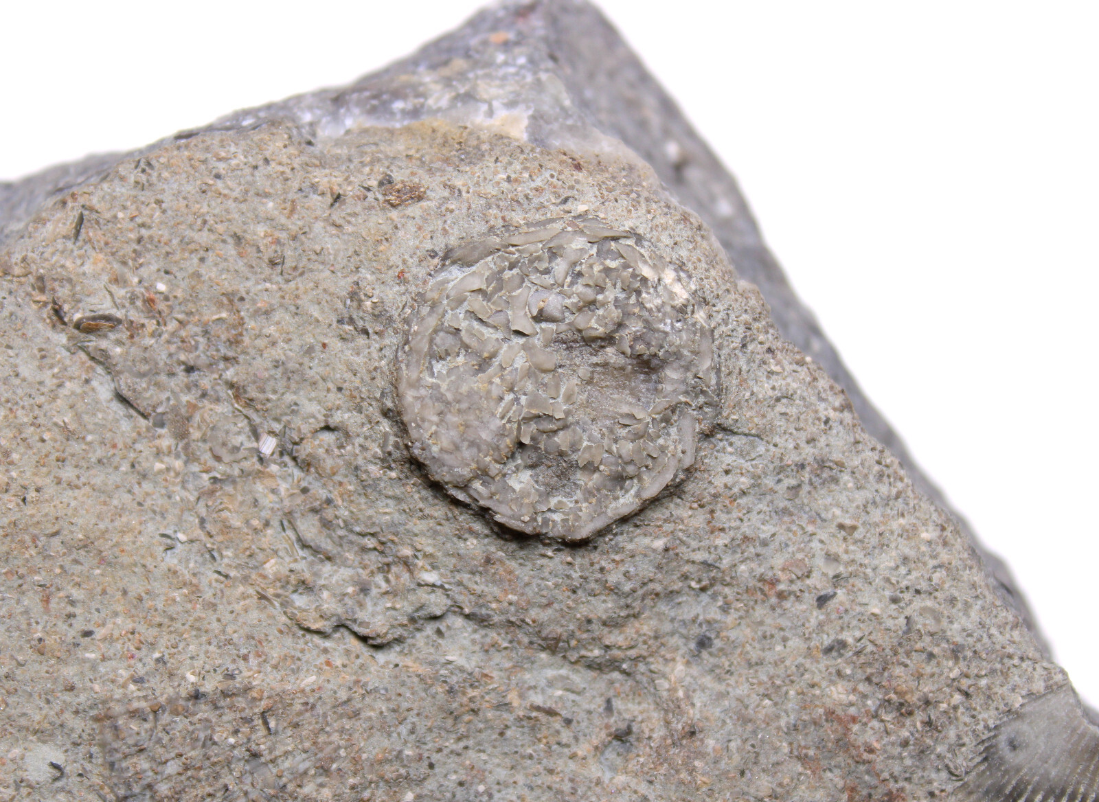 Cincinnatian Edrioasteroid Fossil Ordovician Kentucky Fairview Fm Echinoderm