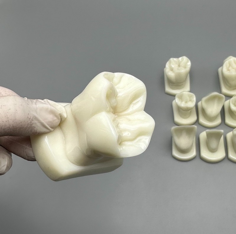 Comparison Carving Permanent Tooth Model Student Practice Study Tools