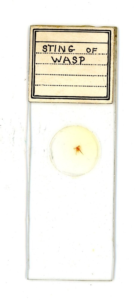 Vintage glass Microscope slide Sting of a Wasp #41