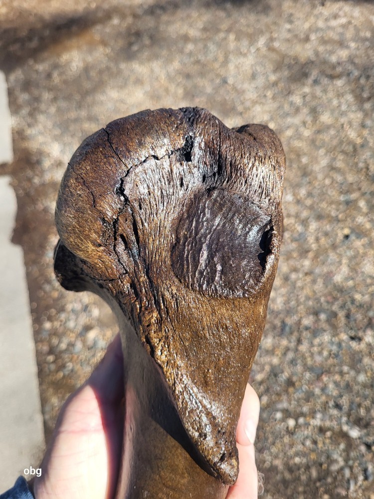 Historic Bison Humerus Bone not a fossil