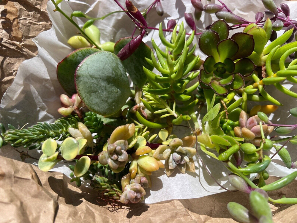 Cutting Succulents & 3 kind of String & 1 Extra  Assorted Box
