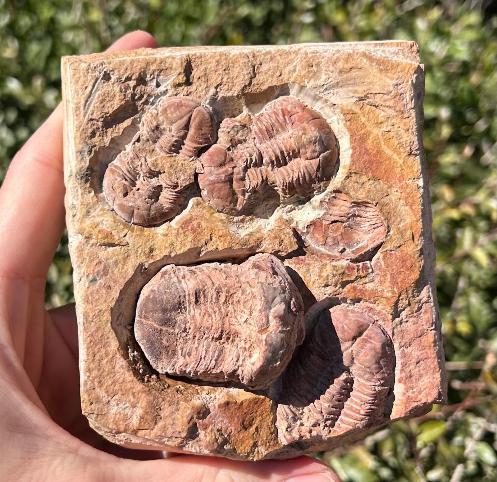 China Fossil Trilobites Multi Plate Ductina vietnamica Devonian Bugs in Matrix