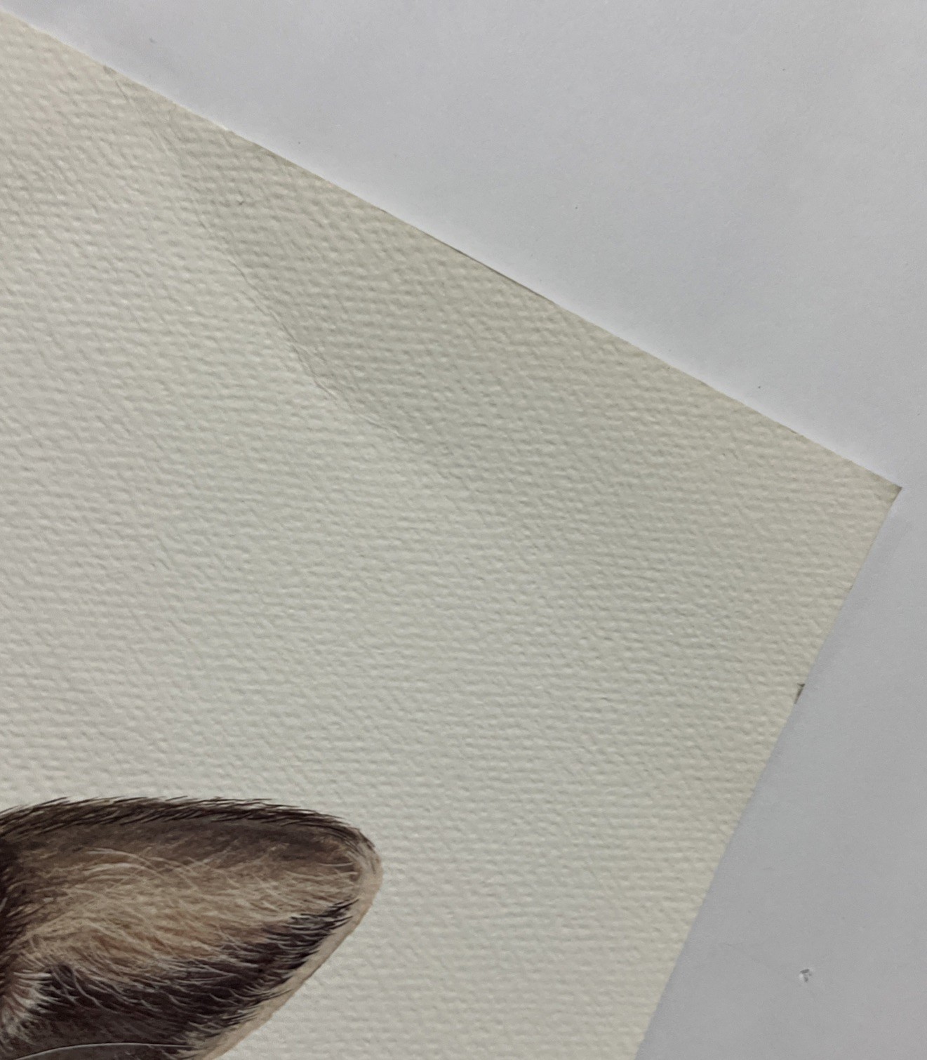 Vintage Lynx Bobcat / Cougar Mountain Lion Art Prints 16 X 20” Unframed Lot Of 2