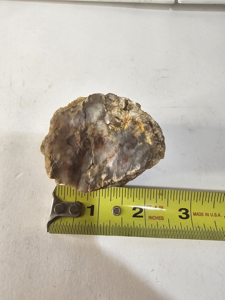 Petrified Opalized Rainbow Wood Rough 7.5 oz