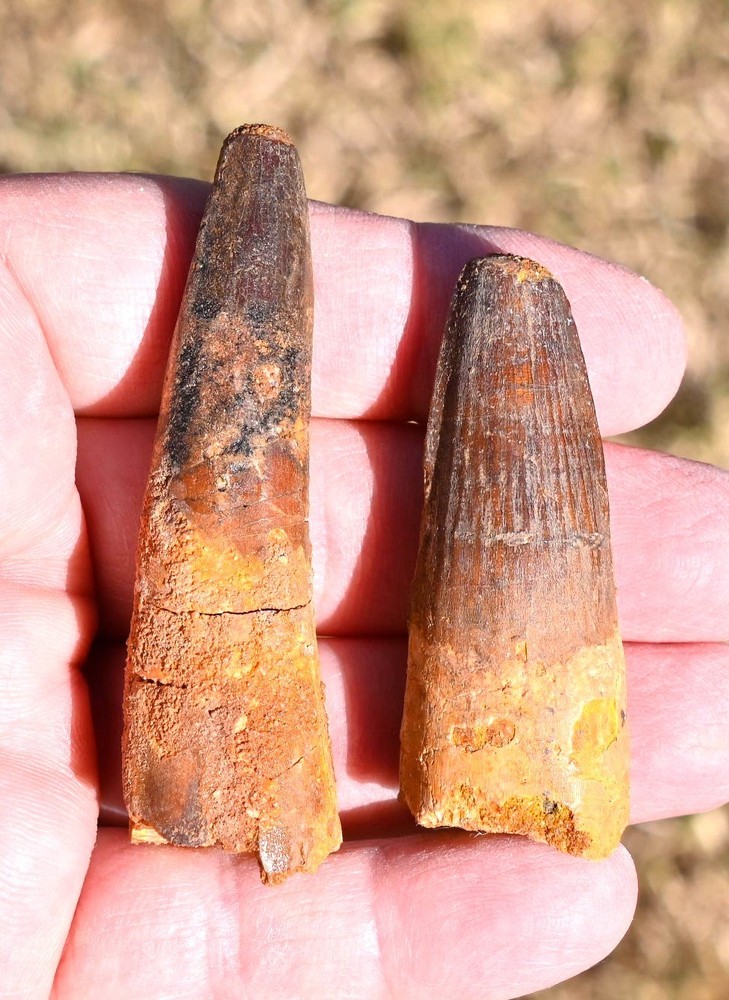 TWO Spinosaurus teeth, with wear facets, from Morocco #4