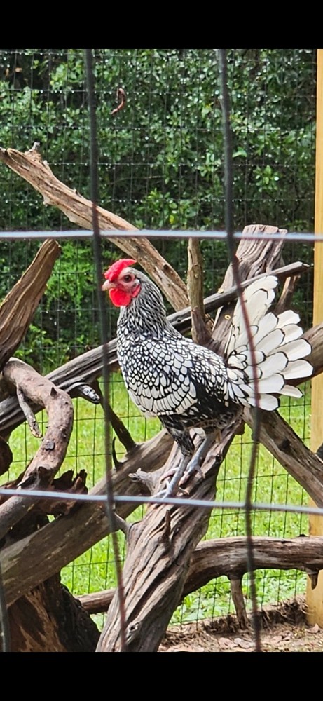 6 Silver Seabright Hatching Eggs!