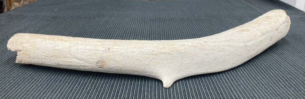 Large Fossil Specimen, Bone, 347mm