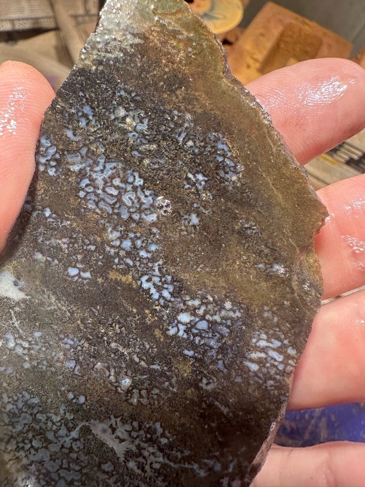 Dinosaur bone rough slab.
