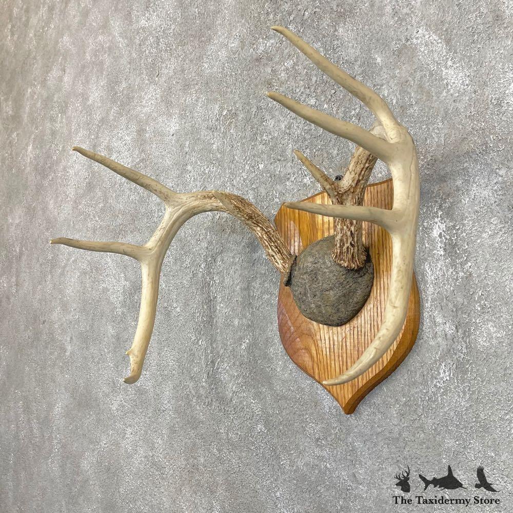 #24254 E | Whitetail Deer Antler Plaque Mount