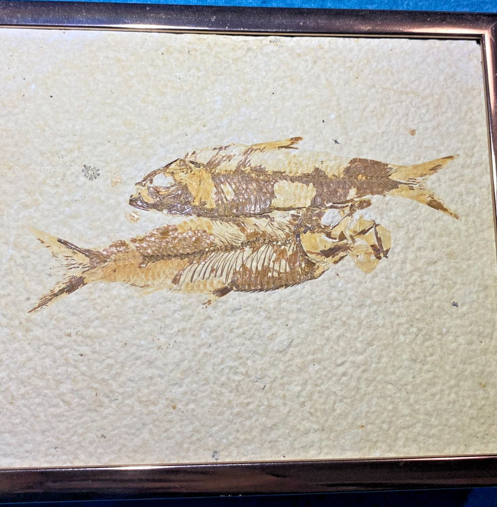 Pre-Owned Framed Knightia Fish Fossils