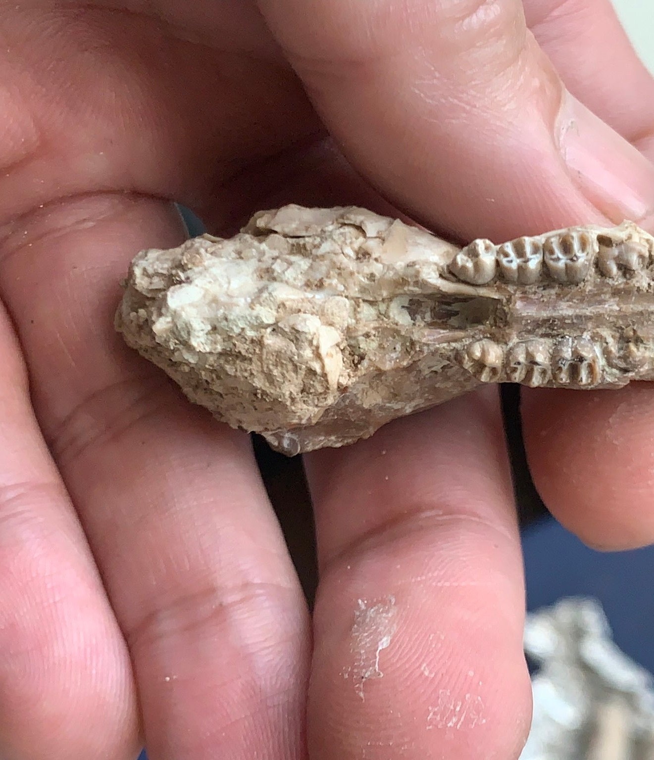 Fossil squirrel skull, Ischyromys, White river badlands, Nebraska