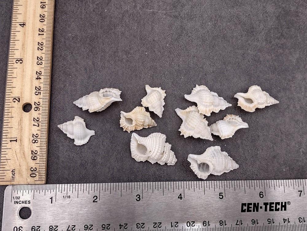 Small Frog Seashells Biplex Perca (10 shells approx. 1+ inches)