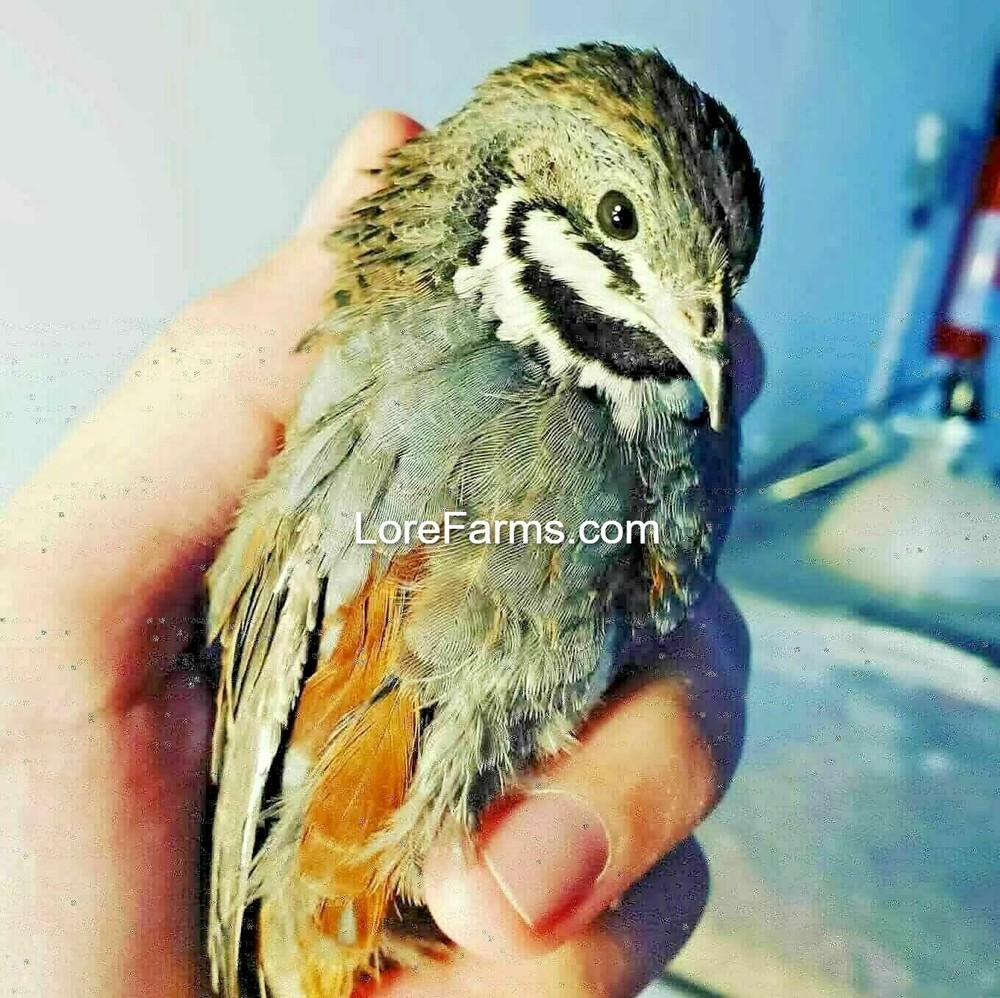 18 (+5 extra) ❤️ LORE FARMS Button Quail Hatching Eggs Chinese Painted Rare