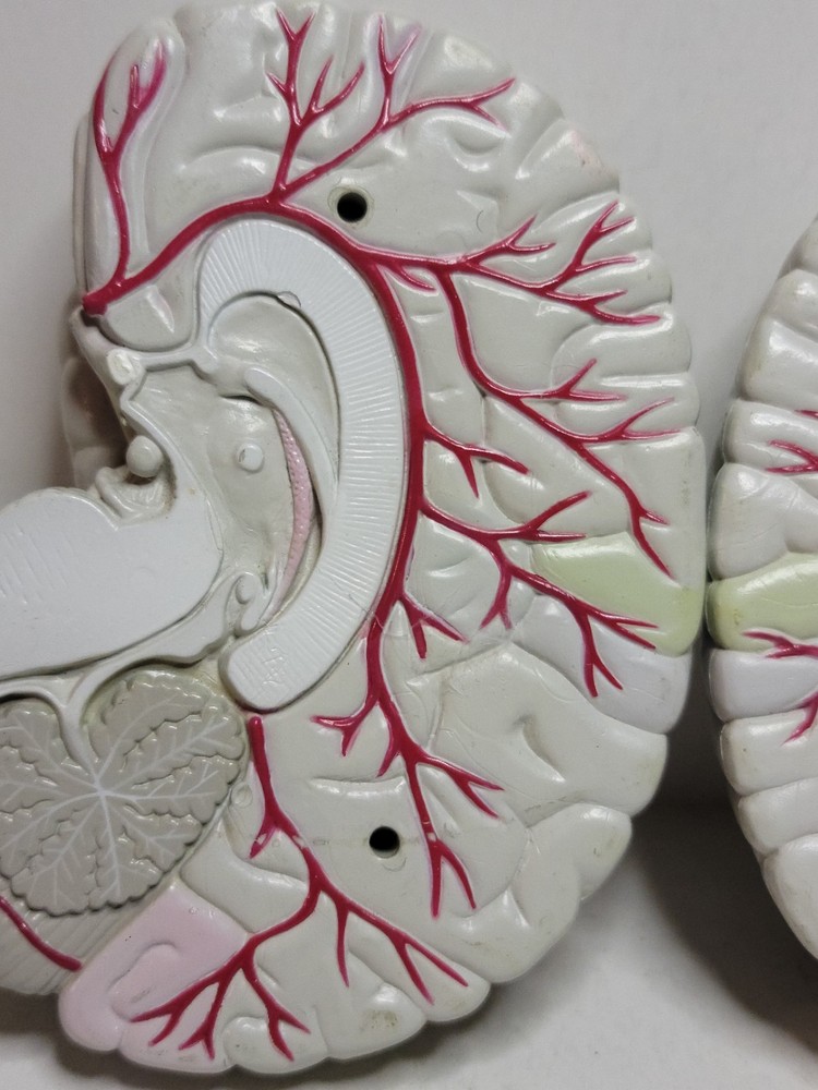 Human Brain Display Two parts Hard Plastic