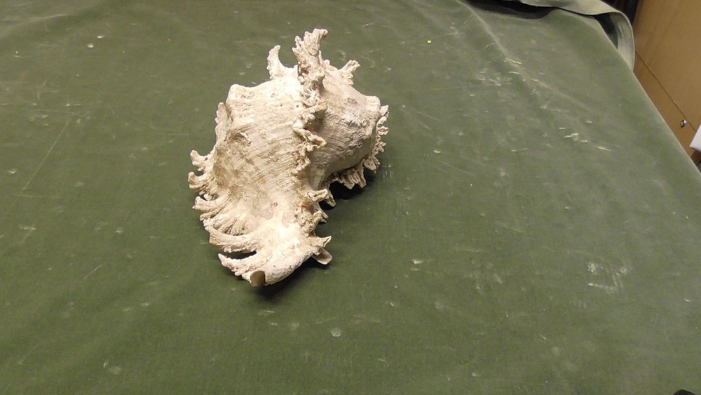 White Natural Conch Seashell Real Shell Aquarium Large
