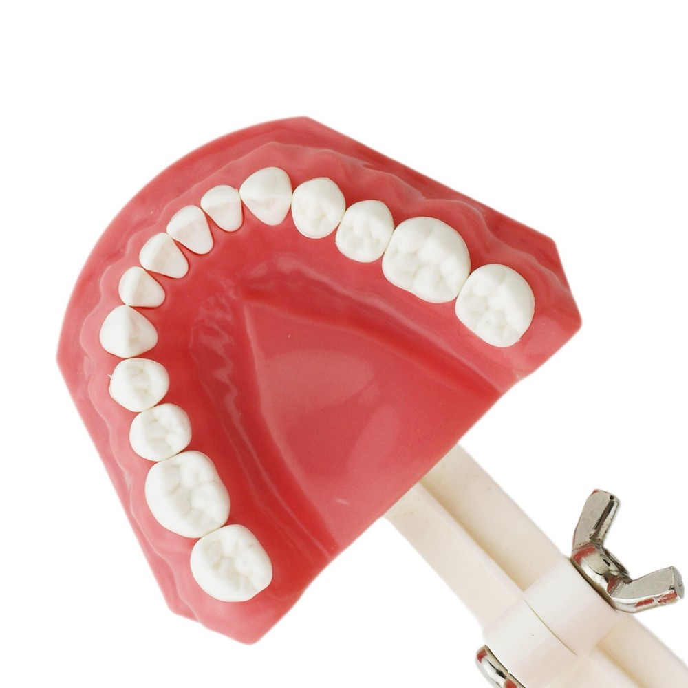 US Dental Typodont Teeth Model with Orthodontic Brackets Brushing