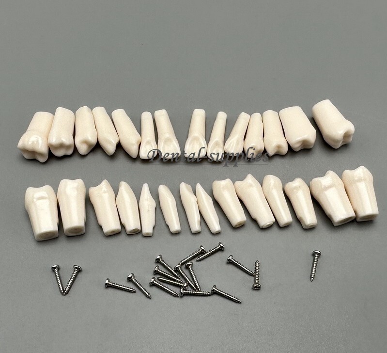 Dental Study Teeth Models Technician Practice Preparation Removable Tooth Nissin
