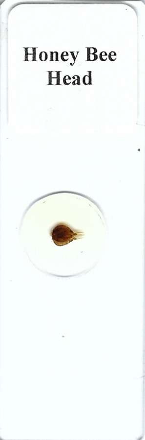 Honey Bee Head Microscope Slide