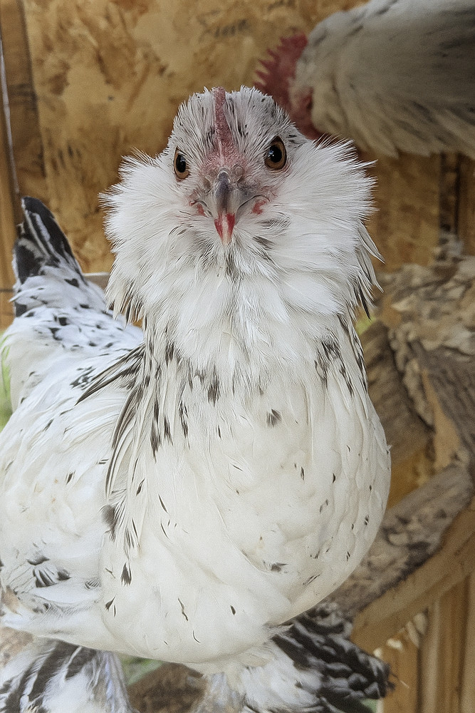 12 Silver Mille D’uccle Hatching Eggs