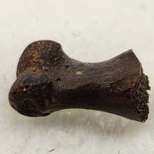 Turtle Toe Bone Fossil - Judith River Fm. - Hill Co., MT