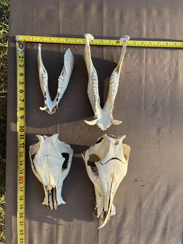 Real Authentic Texas Pig Hog Skulls With Lower Jaw Bone