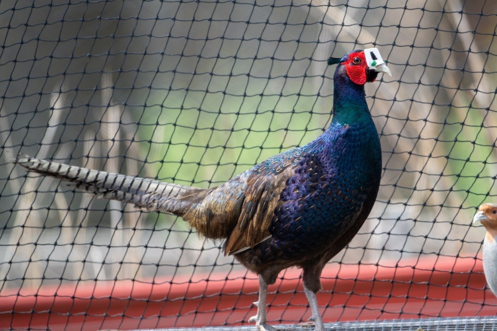 12+ Ringneck Pheasant Color Combo Hatching Eggs