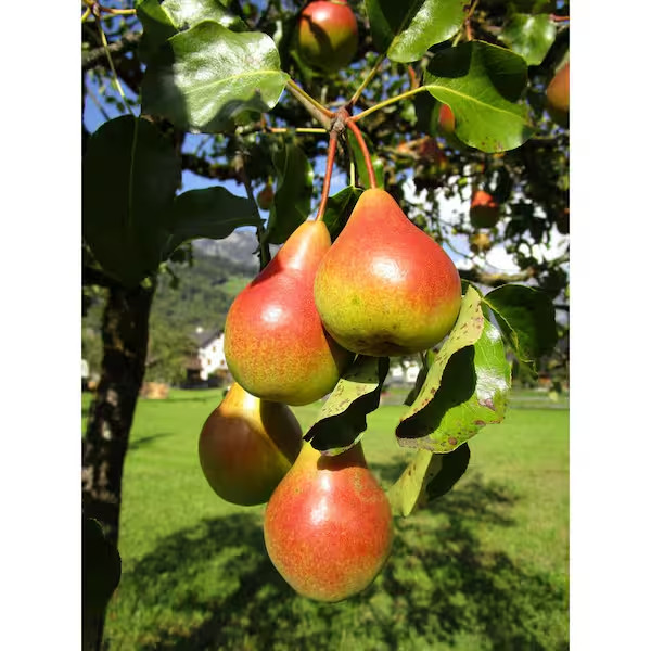 4-In-1 Pear Jubilee Tree Bare Root