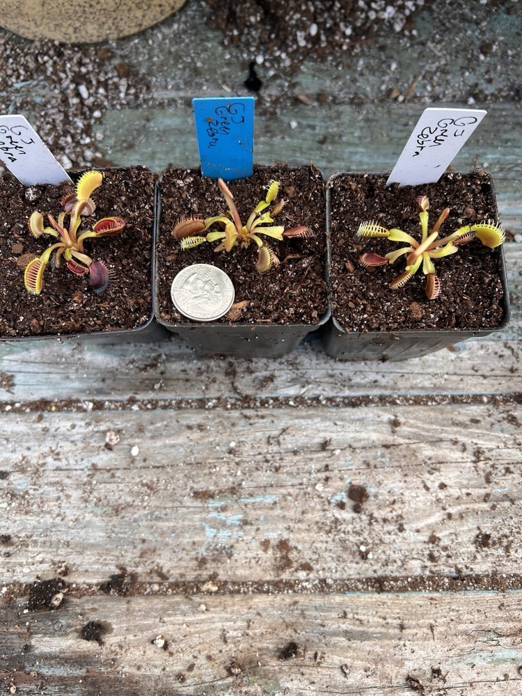 Dionaea Muscipula Venus Flytrap GJ Green Zebra